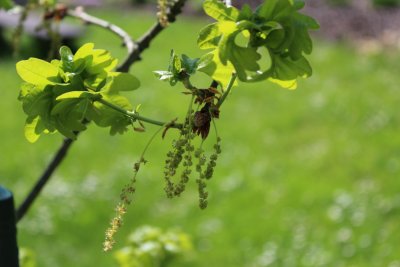 Quercus robur 'Facrist' - dub letní - květ a list